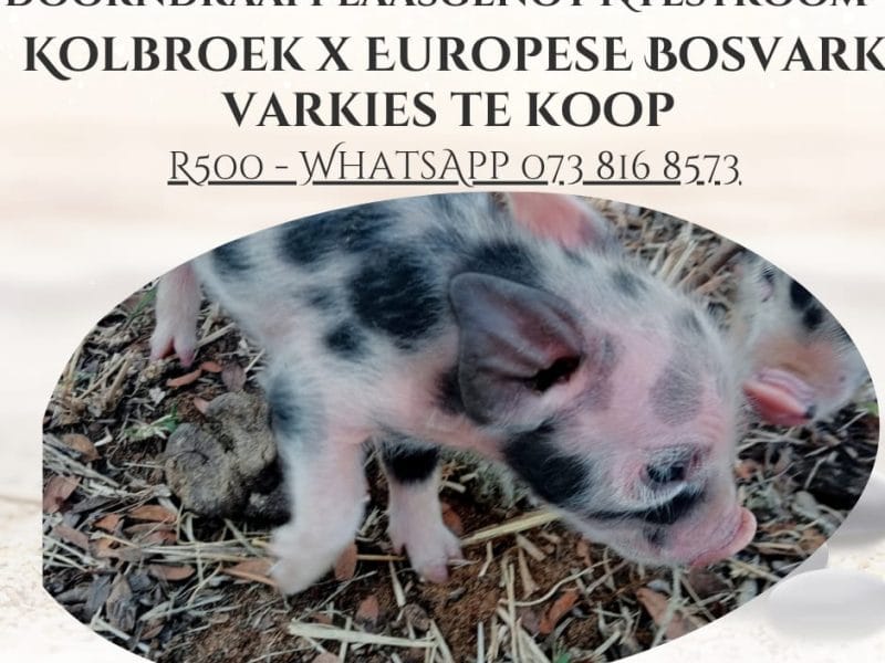 Doorndraai Plaasgenot Nylstroom Varkies